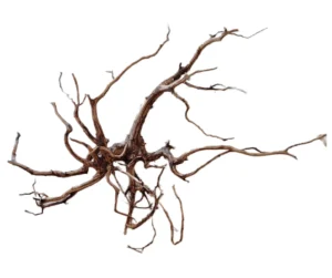 LEGNO Red Spider King L - Large 40-50 cm, radice ornamentale finemente ramificata