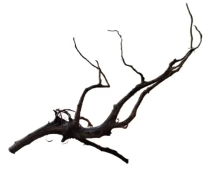 LEGNO Black Spider King XS - Nano 10-20 cm, Black Wood - radice ornamentale nera finemente ramificata