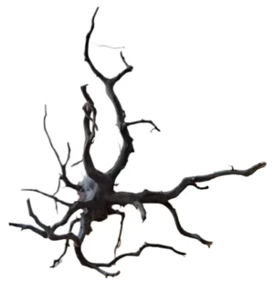 LEGNO Black Spider King XL - 50-60 cm, Black Wood - radice ornamentale nera finemente ramificata