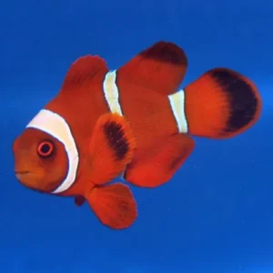 Premnas biaculeatus 3-6 cm (Pesce Pagliaccio - Maroon clownfish) - allevamento