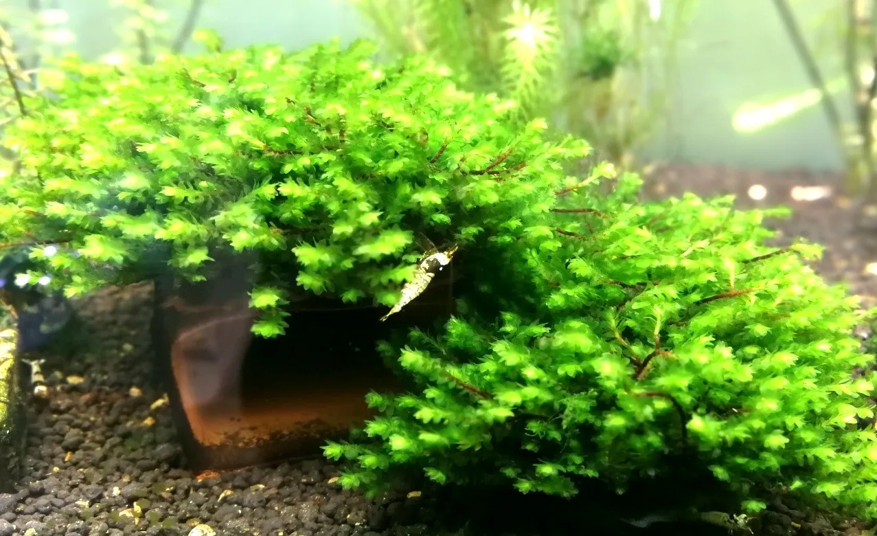 Pacchetto muschi per acquari con caridine o aquascaping