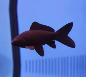 Black/black comet, pesce rosso nero 5-7 cm - Carassius auratus