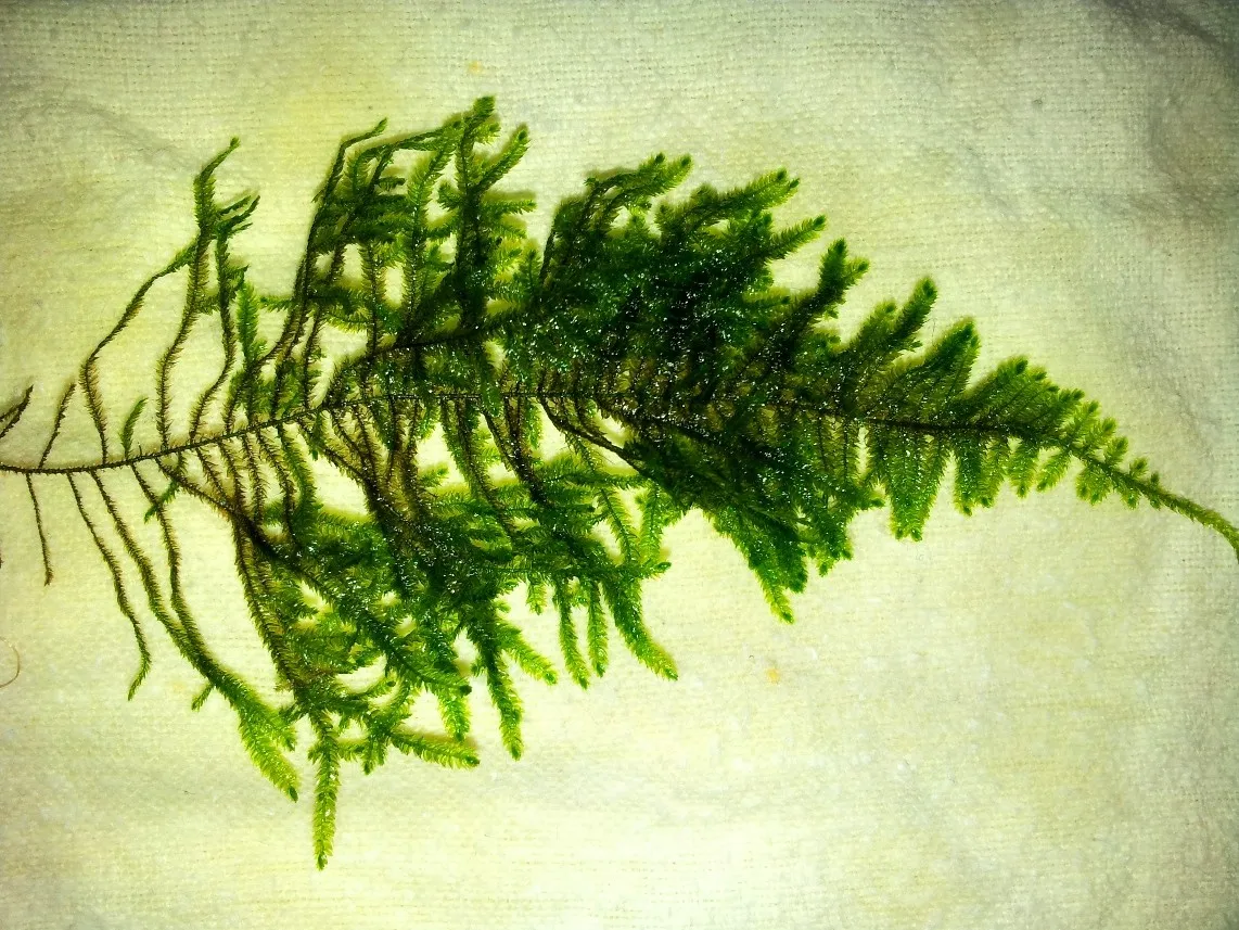 Pacchetto muschi per acquari con caridine o aquascaping