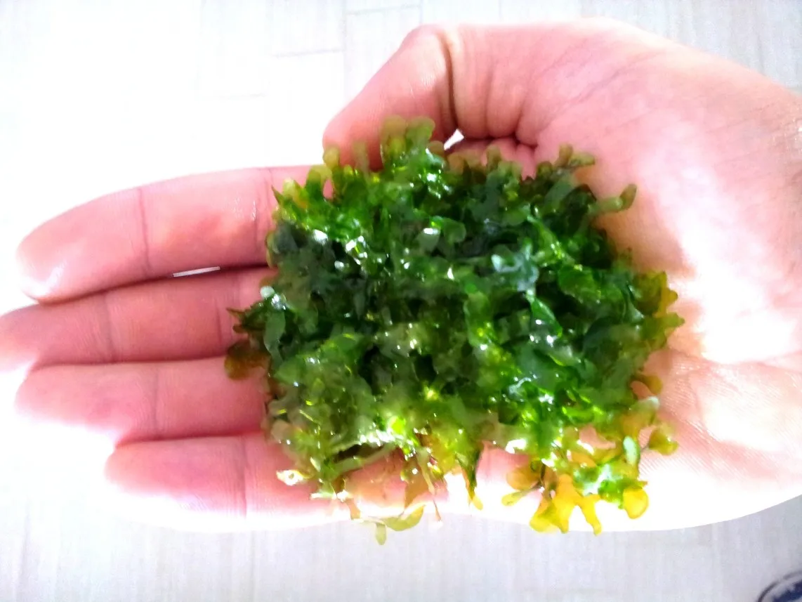 Pacchetto muschi per acquari con caridine o aquascaping