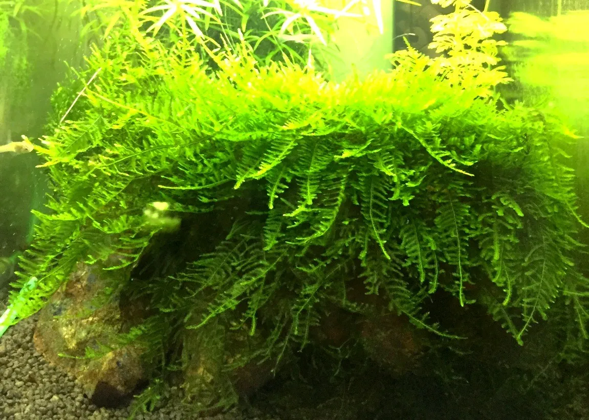 Pacchetto muschi per acquari con caridine o aquascaping