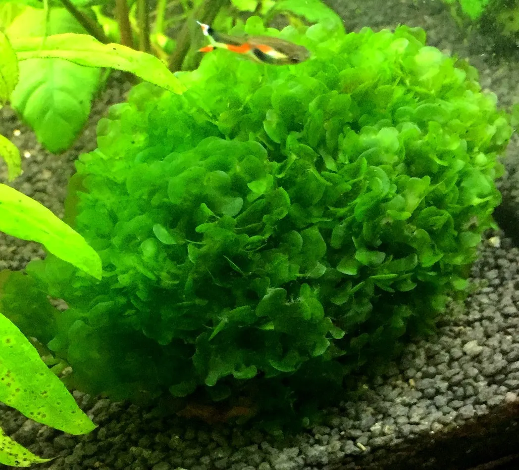 Pacchetto muschi per acquari con caridine o aquascaping