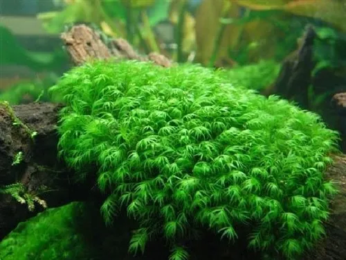 Pacchetto muschi per acquari con caridine o aquascaping