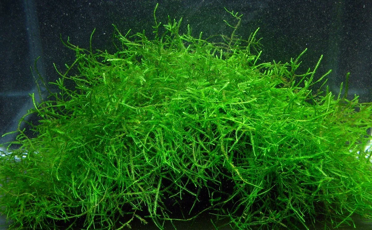 Pacchetto muschi per acquari con caridine o aquascaping