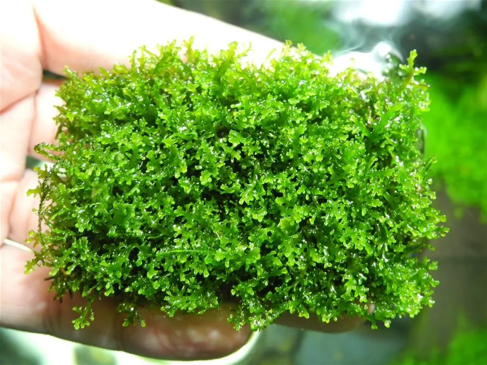 Pacchetto muschi per acquari con caridine o aquascaping