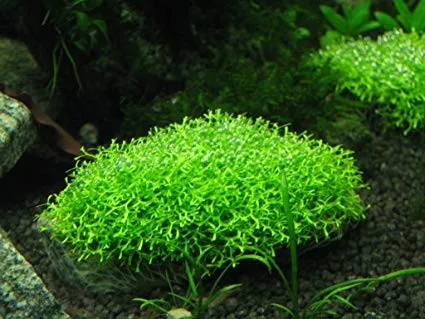 Pacchetto muschi per acquari con caridine o aquascaping