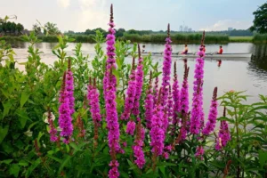 Lythrum Salicaria - Salcerella - pianta palustre da terreno umido perenne di taglia media dal fiore fucsia per laghetto