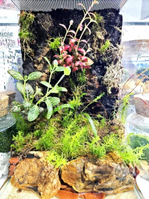 Diversa Nano Terrario allestito Spider 20x20x30h cm - NO SPEDIZIONE - acquaterrario, paludario, terracquario