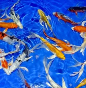 Carpa koi Butterfly color mix 12-15 cm - pinne a velo - pesce da laghetto giapponese - Cyprus Carp Koi