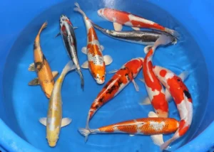 Carpa koi color mix 12-15 cm - pesce da laghetto giapponese - Cyprus Carp Koi