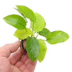 Anubias Barteri Nana GOLDEN in vasetto, pianta facile a foglia larga