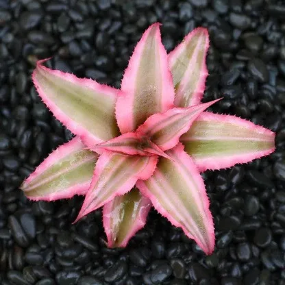 Cryptanthus Pink Starlight - bromeliaceae - pianta per terrario o paludario in vasetto