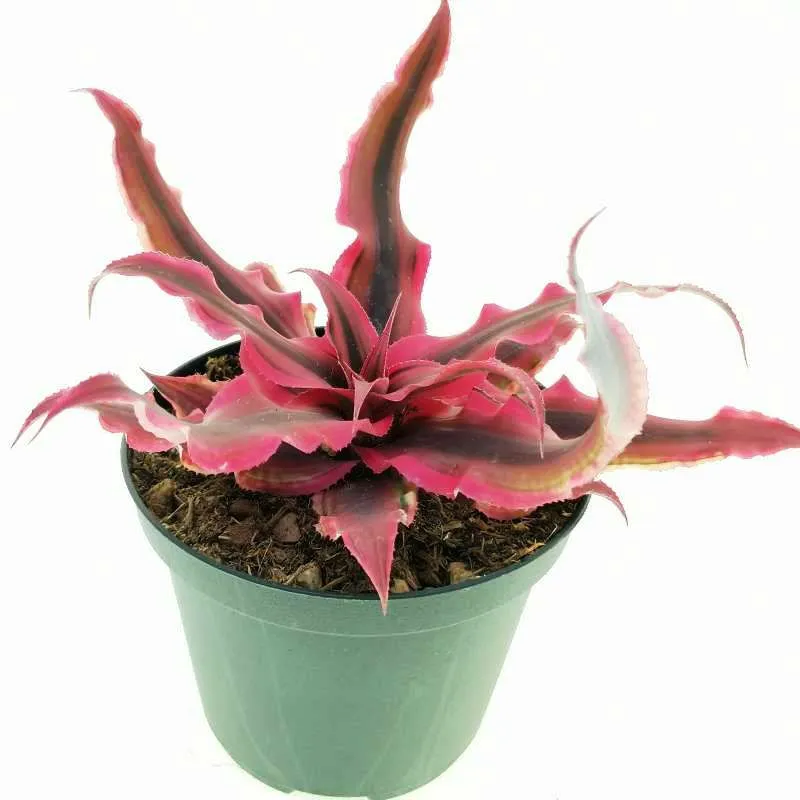 Cryptanthus Pink Starlight - bromeliaceae - pianta per terrario o paludario in vasetto