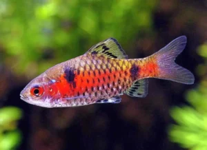 Barbus odessa, Pethia padamya, Puntius ticto 2-3 cm