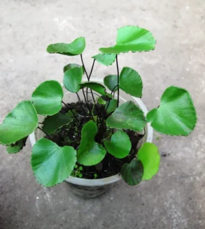 Adiantum Reniforme - pianta per terrario o paludario in vasetto