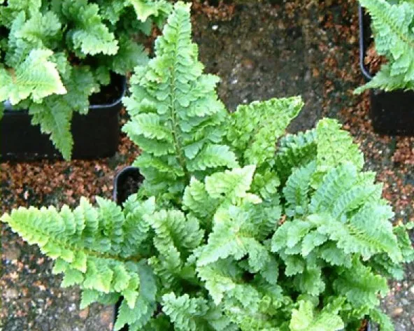 Polystichum Aculeatum - felce - pianta per terrario o paludario in vasetto