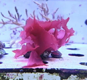 Alga Rossa per acquario marino - FOTO REALE - macroalgae