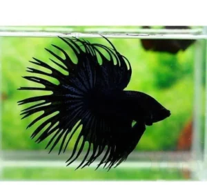 Betta Splendens Crowntail Black - pesce combattente maschio 5 cm