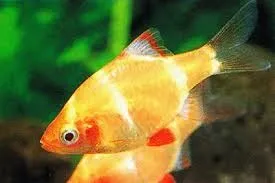 Barbus tetrazona albino, Barbo tigre golden 3 cm