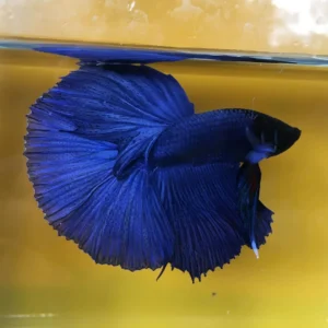 Betta splendens halfmoon Blue - pesce combattente maschio 5 cm
