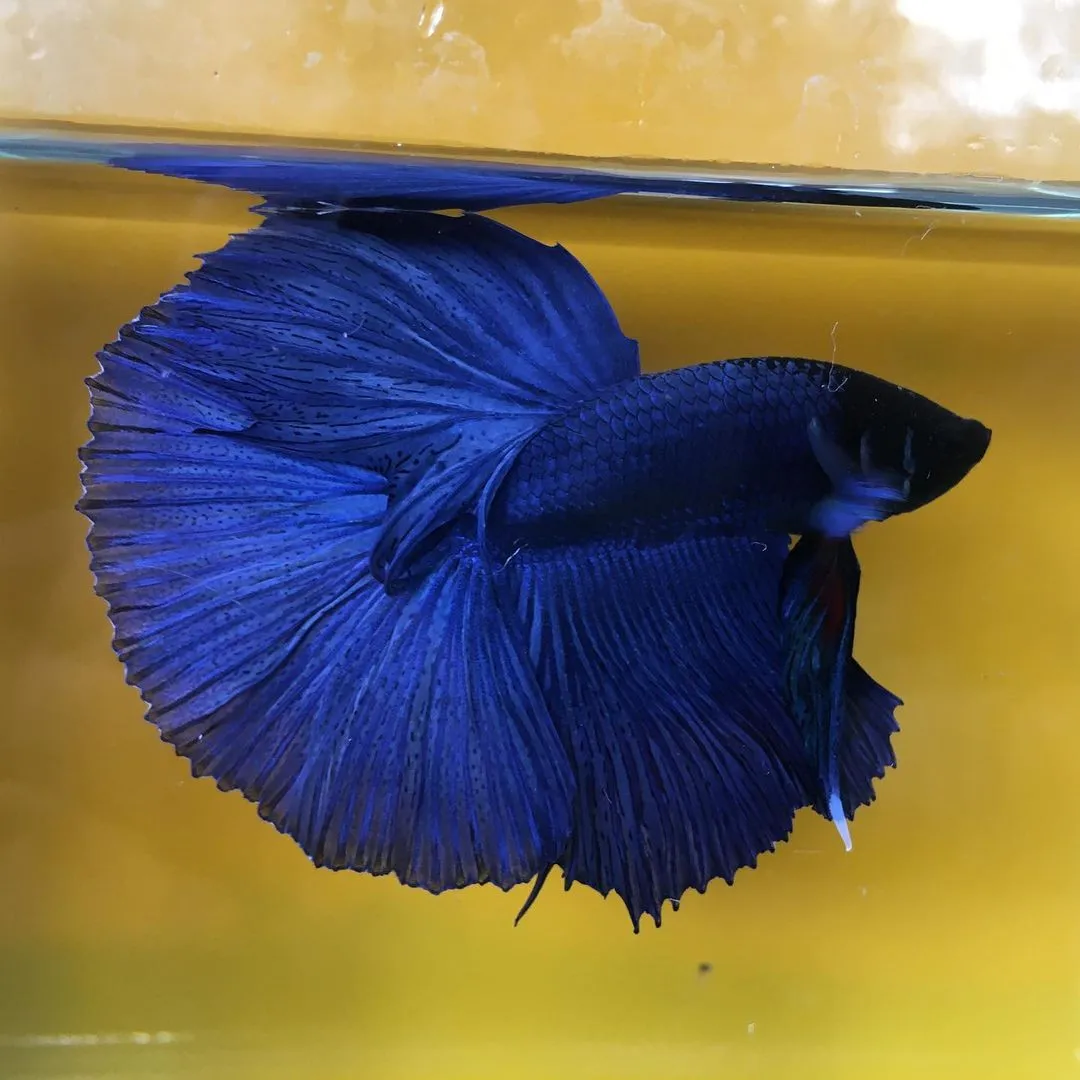 Betta splendens halfmoon Blue - pesce combattente maschio 5 cm