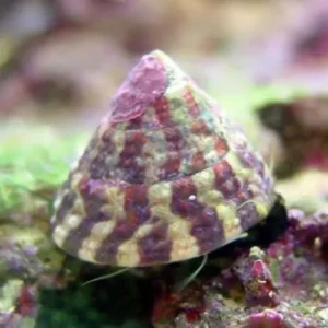 Trochus Radiatus - Turbo Snail - Lumaca Turbo Zebra Histrio Alghivora