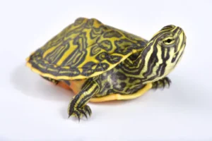 Tartaruga acquatica Pseudemys Nelsoni 5 cm
