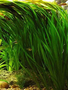 VALLISNERIA GIGANTEA, pianta da sfondo in vasetto