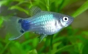 Platy Blue Mickey mouse, xiphophorus maculatus 3 cm