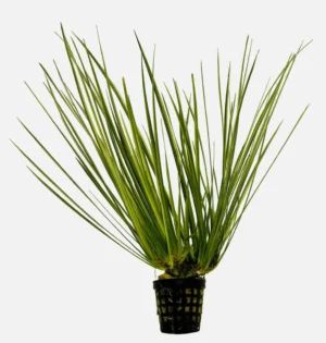 Acorus gramineus Variegatus - pianta per terrario o paludario in vasetto