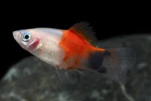 Platy Mickey mouse, xiphophorus maculatus 2 - 3 cm
