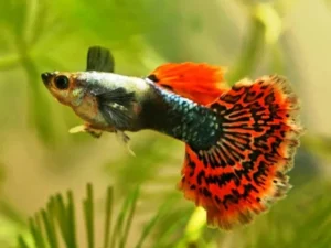 Coppia di Guppy maschio Elephant Ears, Poecilia reticulata Big Dumbo Ear maschio e femmina