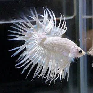 Betta Splendens Crowntail White - pesce combattente maschio 5 cm