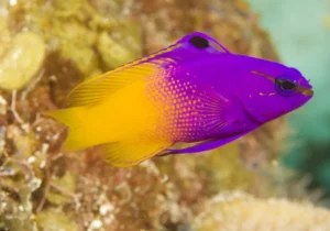 Gramma Loreto - Gramma reale - pesce marino
