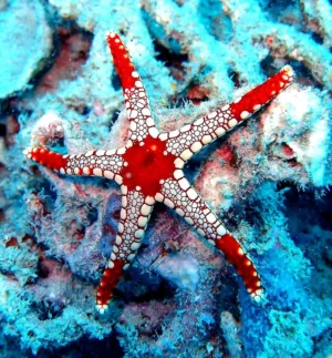 Fromia monilis red starfish - Stella marina