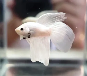 Betta splendens white, pesce combattente maschio 4,5 cm
