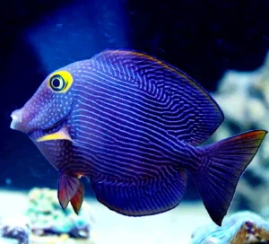 Ctenochaetus Strigosus - Acanthurus Strigosus - Pesce chirurgo puntinato