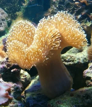 Sarcophyton Elegans punte bianche - Corallo molle facile - 15-20 cm su frag