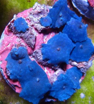 Discosoma Electric Blue - Corallo molle facile - frag con + dischi