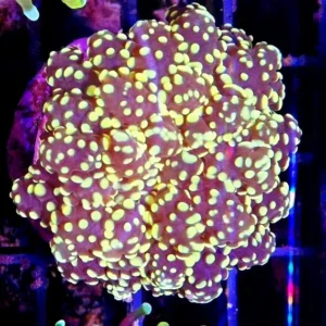 Euphyllia Yaeyamaensis gold yellow tip 1 calice - Corallo duro LPS facile