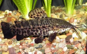 Hoplosternum Thoracatum, Hoplo oblò 4 cm