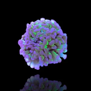 Euphyllia Parancora green purple tips - 2 calici - Corallo duro LPS facile