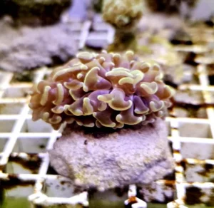 Euphyllia Parancora Green-Orange - FOTO REALI - 1 calice - Corallo duro LPS facile