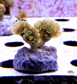 Euphyllia Paradivisa green - 4 calici - FOTO REALE - Corallo duro LPS facile