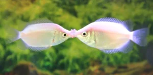 Helostoma Temminckii, Kissing gourami, Pesce sbaciucchione 4-6 cm