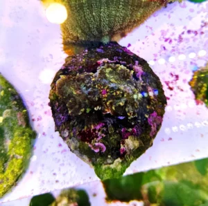 Rhodactis Green Variegated - Mushroom - FOTO REALI - Corallo molle facile - 2 dischi su frag
